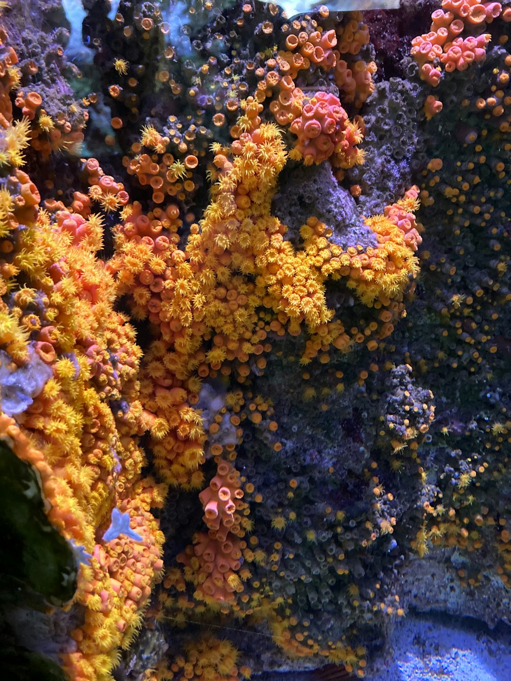 a close up of a coral with many different colors