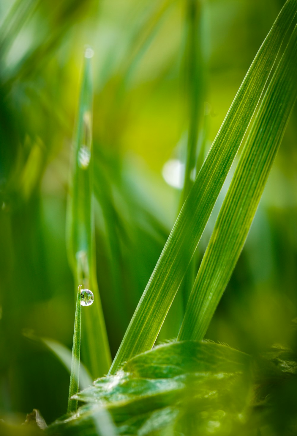 a close up of a leaf with water droplets on it