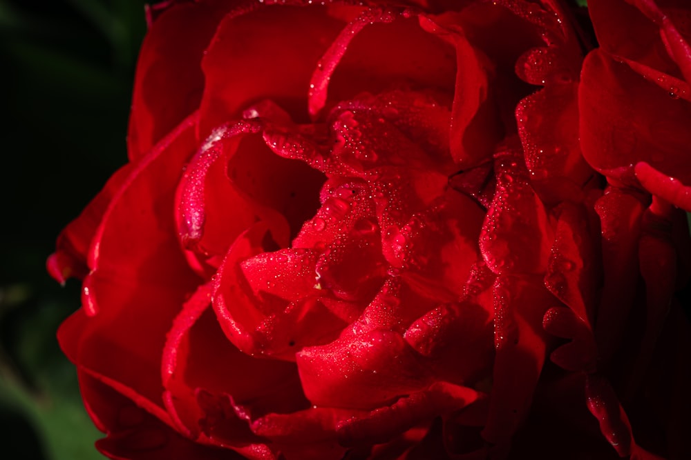 a close up of a red flower with drops of water on it