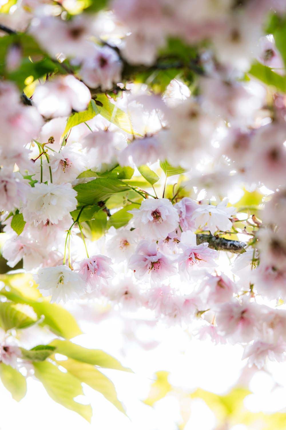 a close up of a tree with white and pink flowers