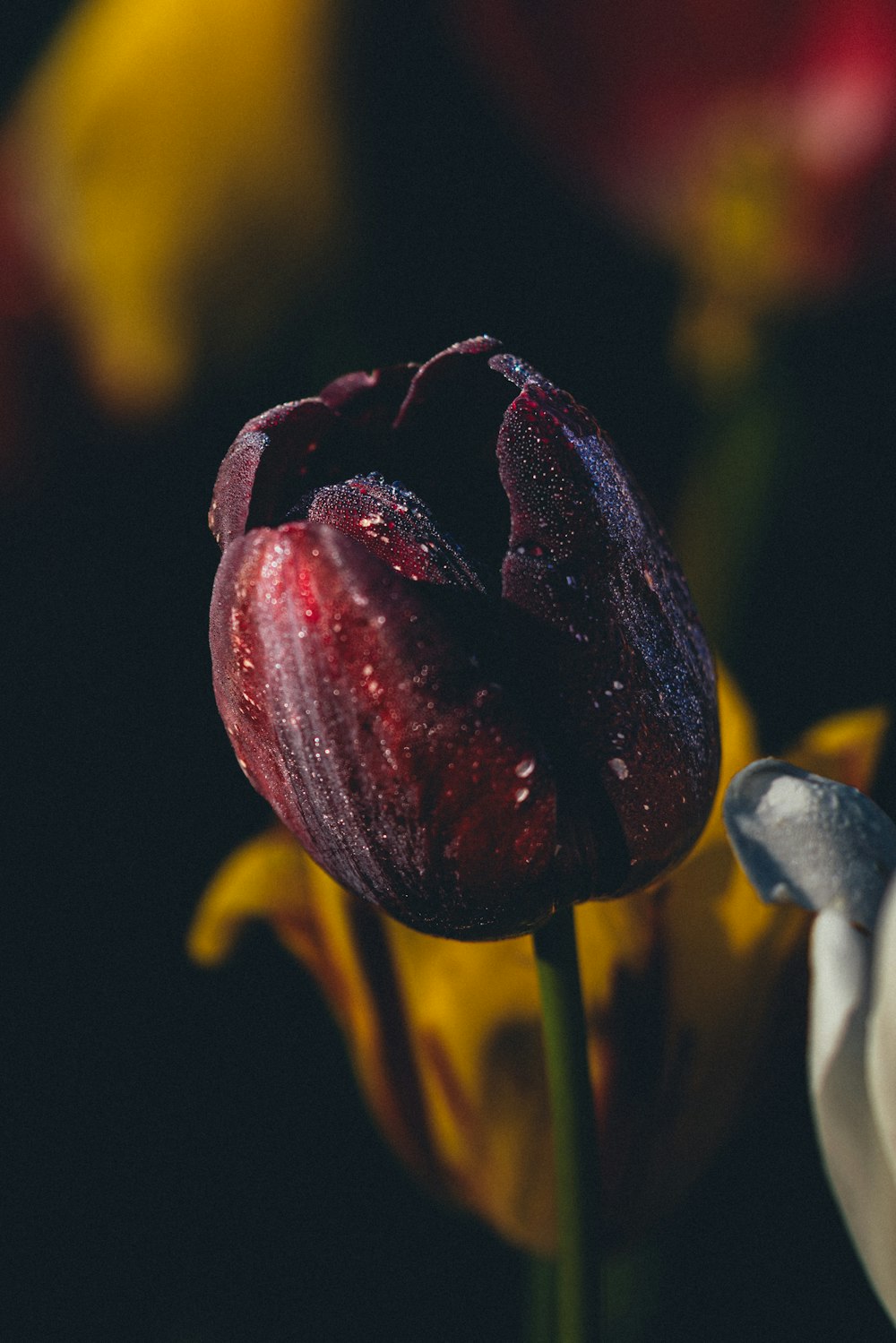 a close up of a flower with water droplets on it