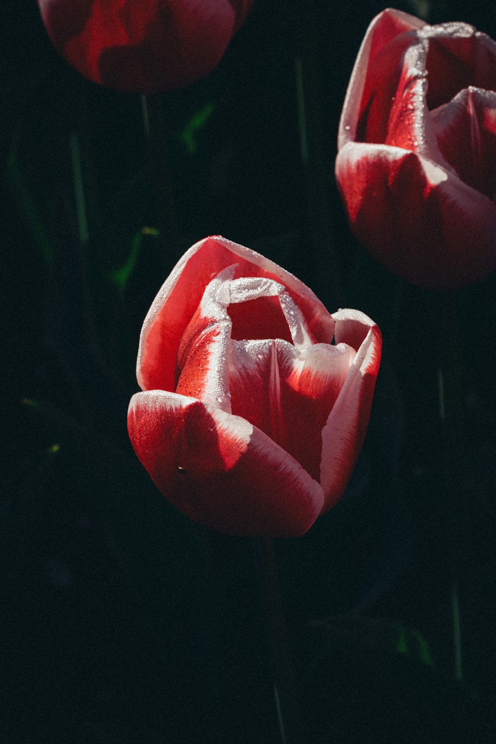 two red tulips with water droplets on them