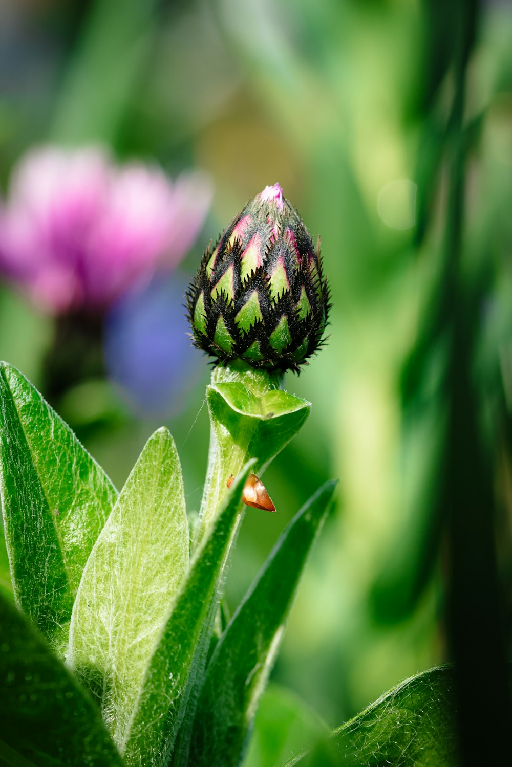 a close up of a flower on a plant