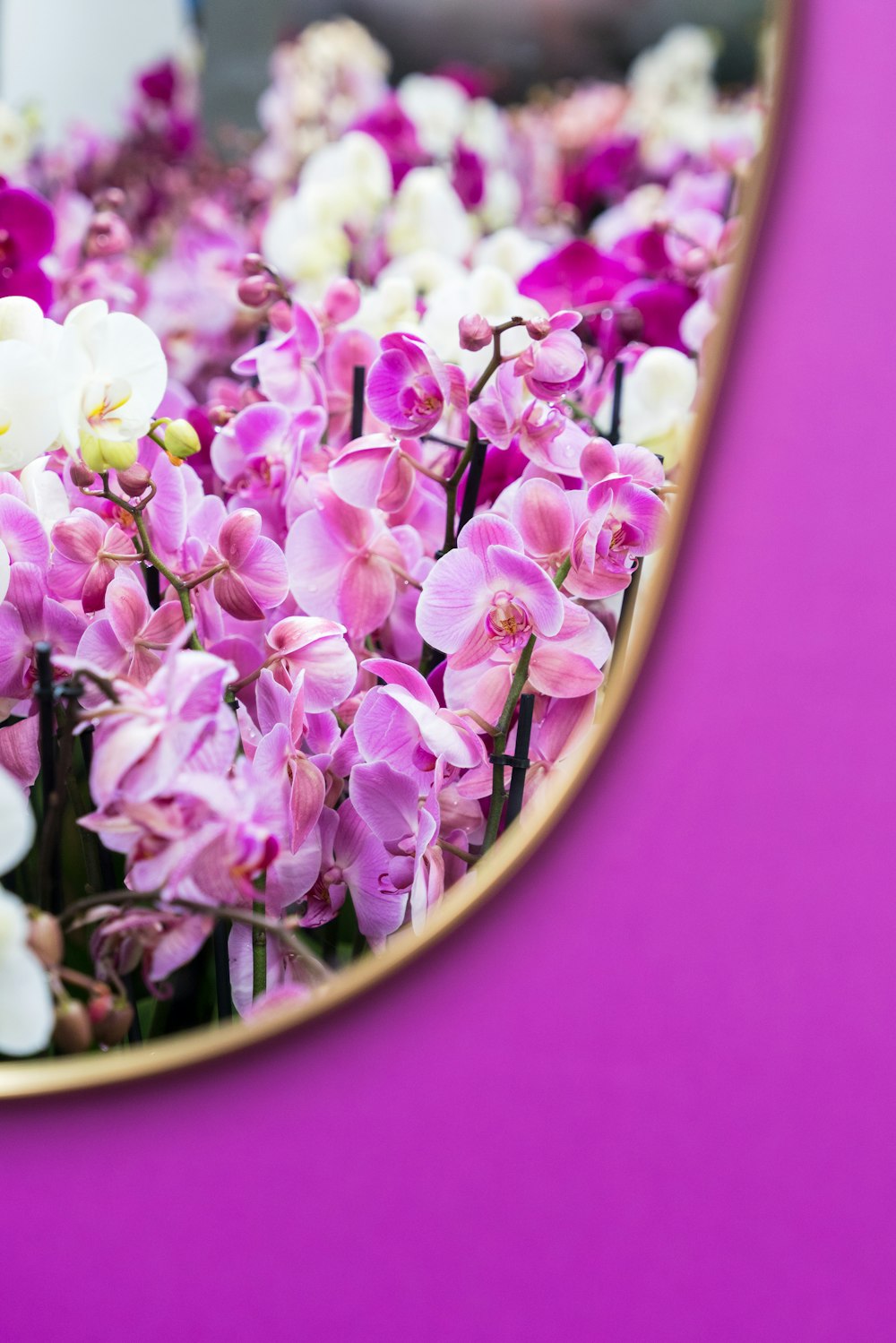 purple and white flowers are in a mirror