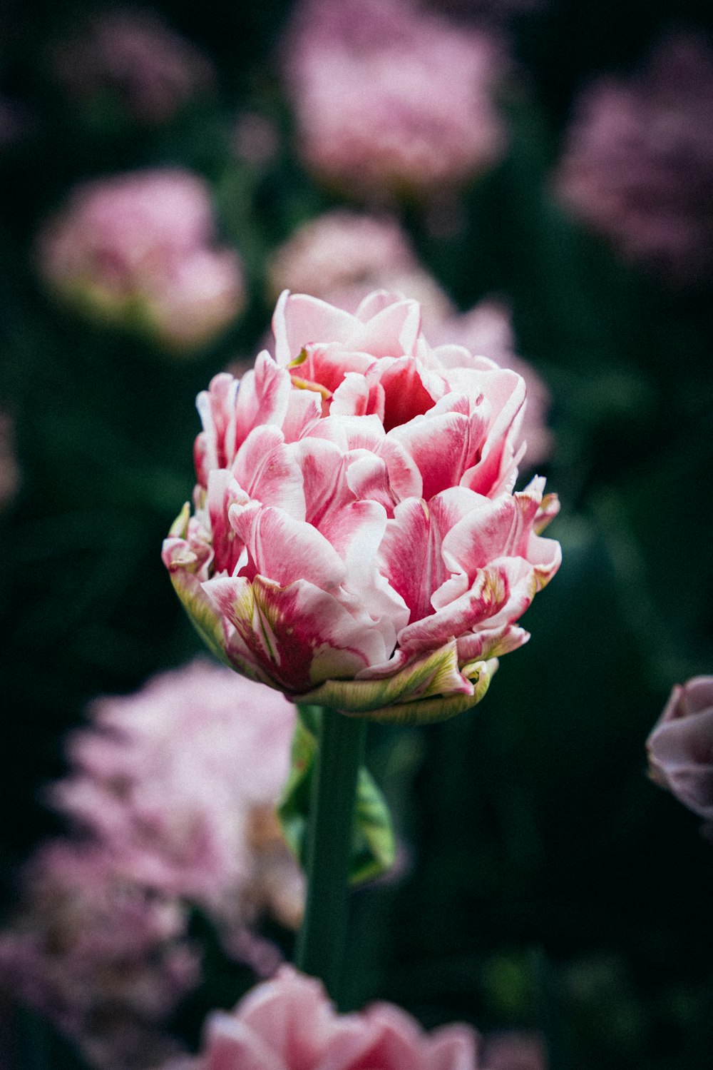 a close up of a pink flower in a field