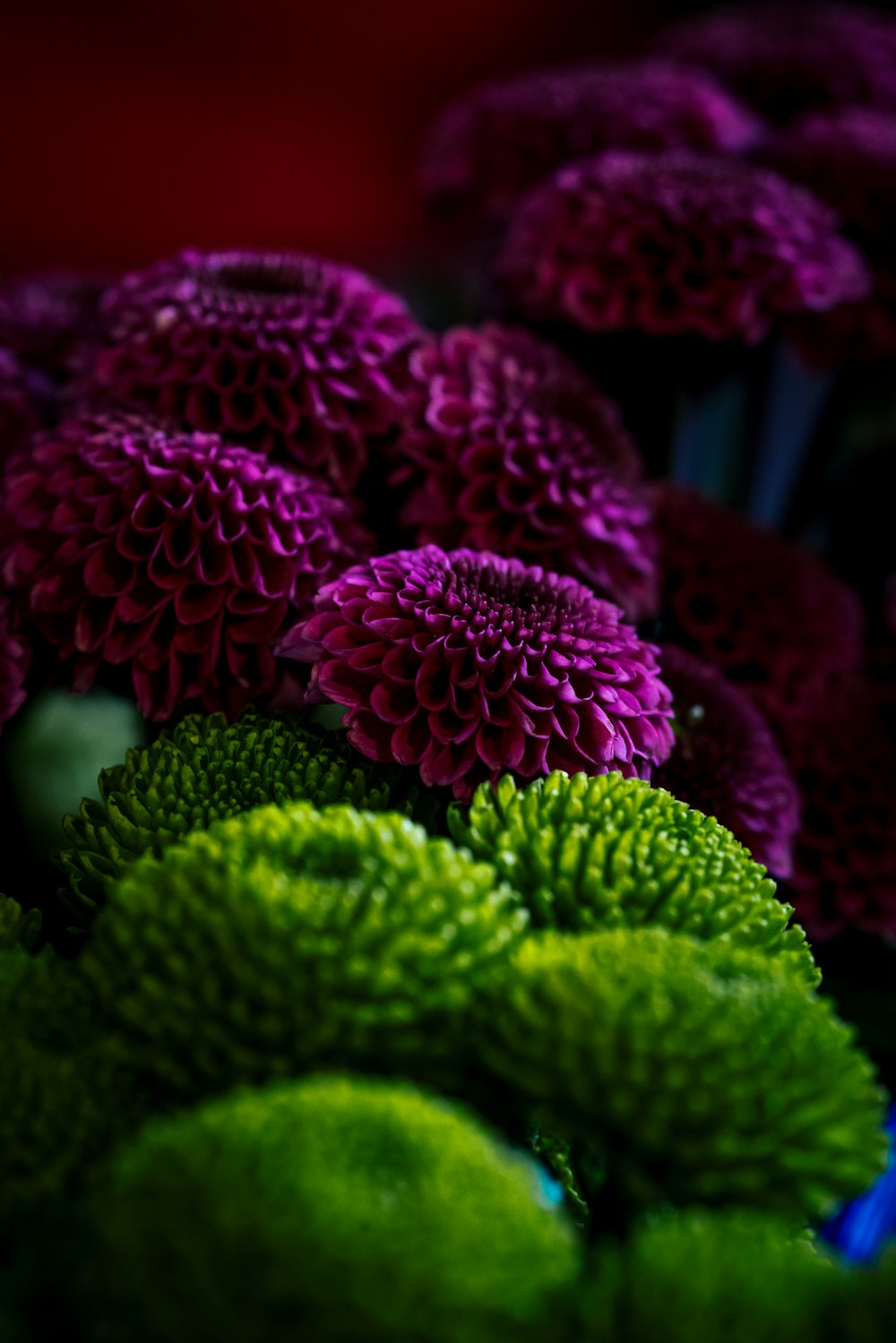 a bunch of purple flowers sitting next to each other