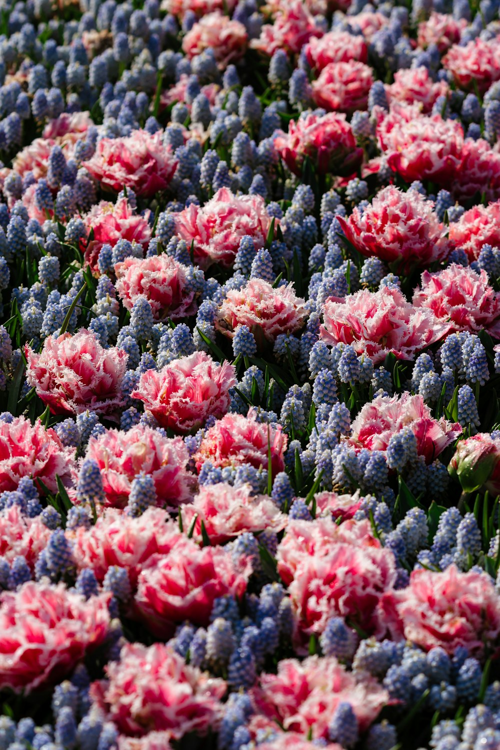 un champ plein de fleurs roses et bleues