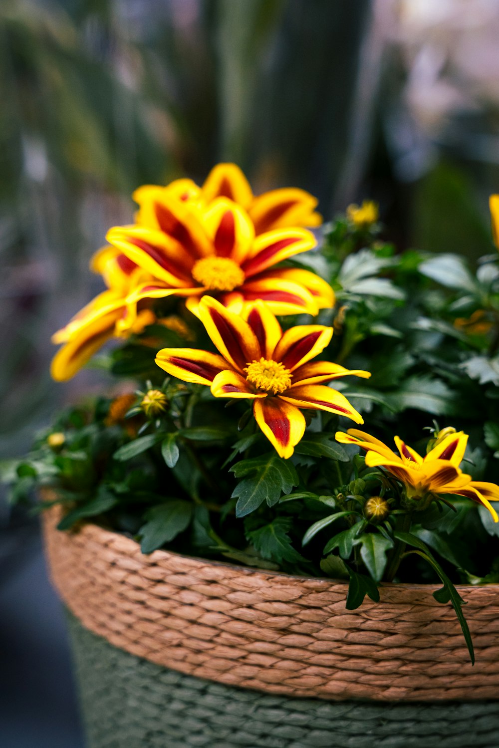 a basket filled with yellow and red flowers