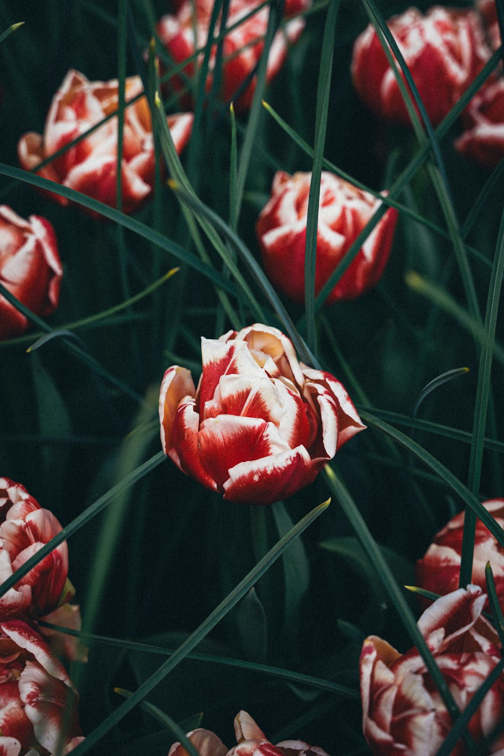 a bunch of red flowers that are in the grass