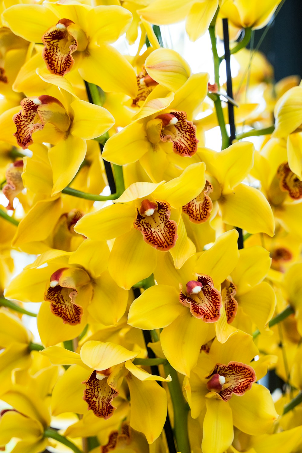 a bunch of yellow flowers that are in a vase