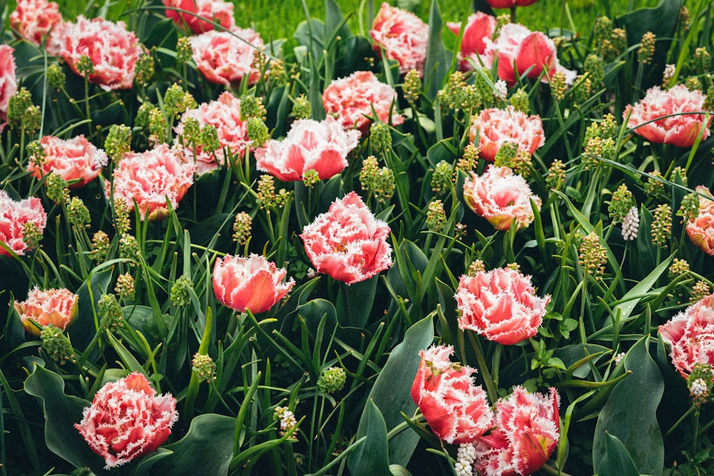 a field of red and white flowers with green leaves