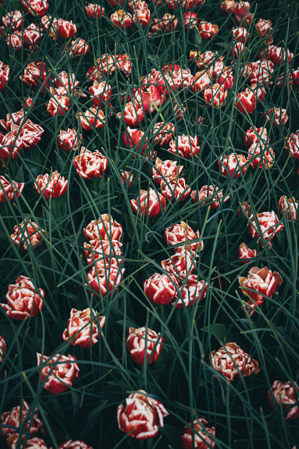 a bunch of red flowers that are in the grass