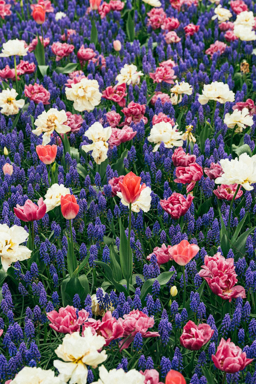 a field of colorful flowers with purple and white ones