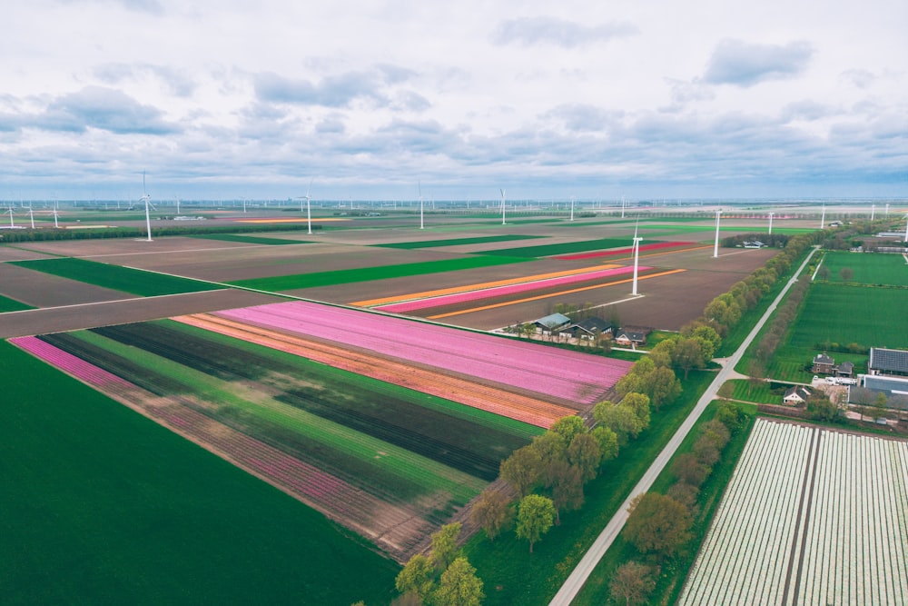 an aerial view of a field of flowers and windmills