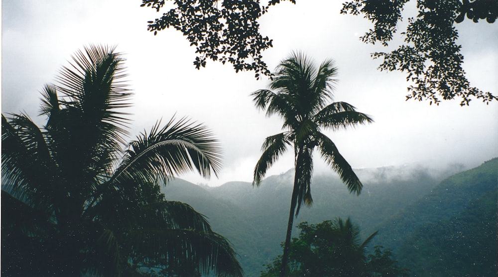 a couple of palm trees sitting next to each other