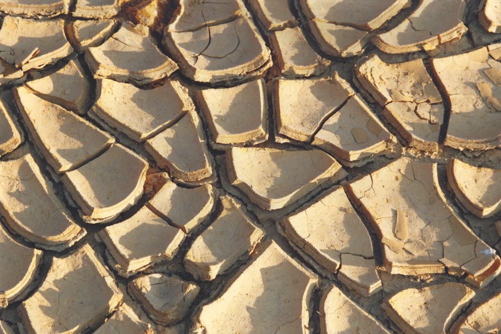 a close up view of a tree trunk