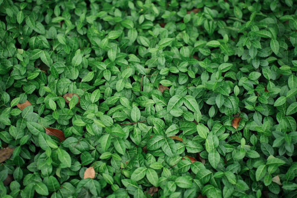 Un primer plano de un manojo de hojas verdes