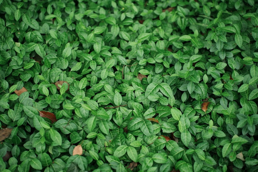 a close up of a bunch of green leaves