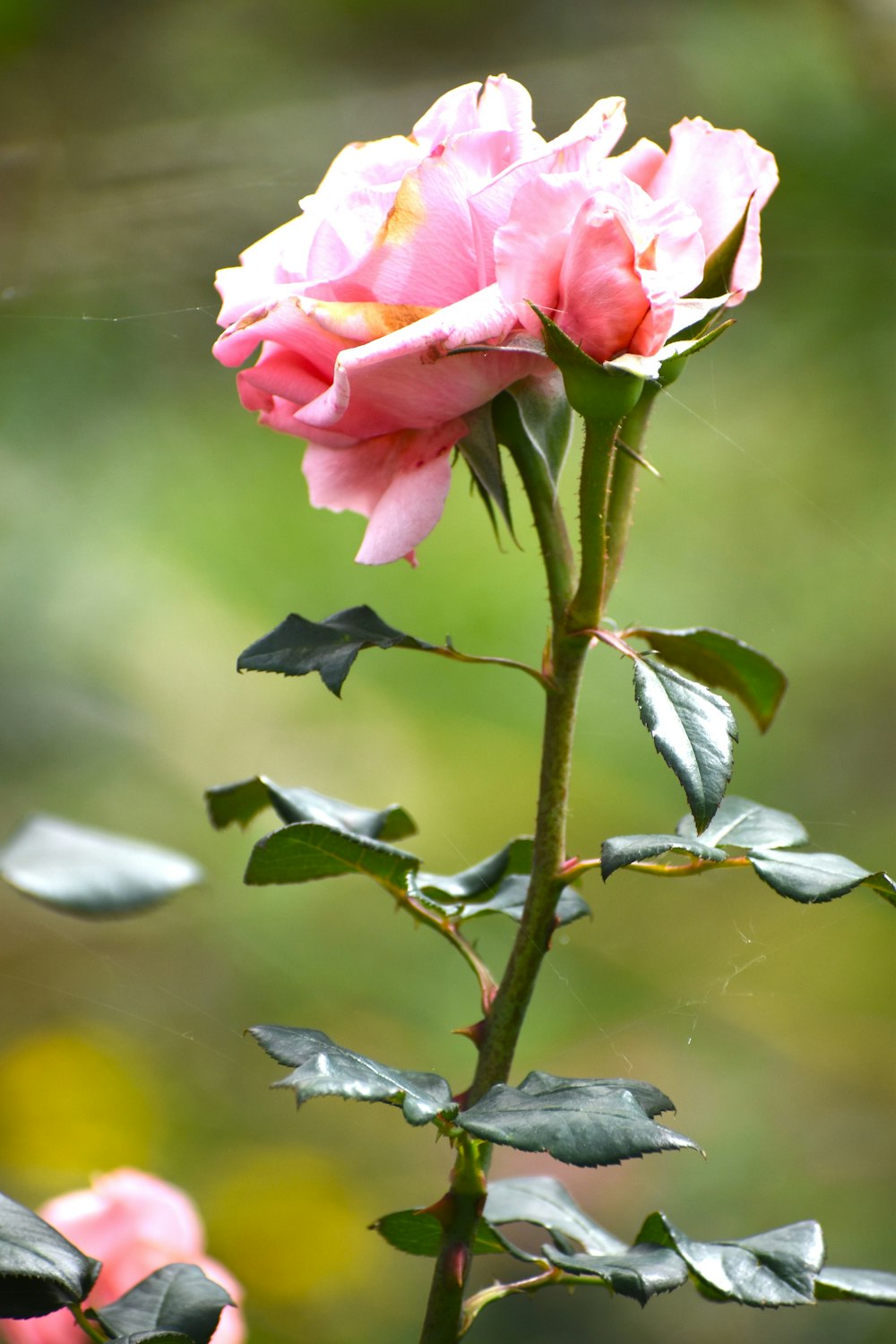 una rosa rosa con hojas verdes en primer plano