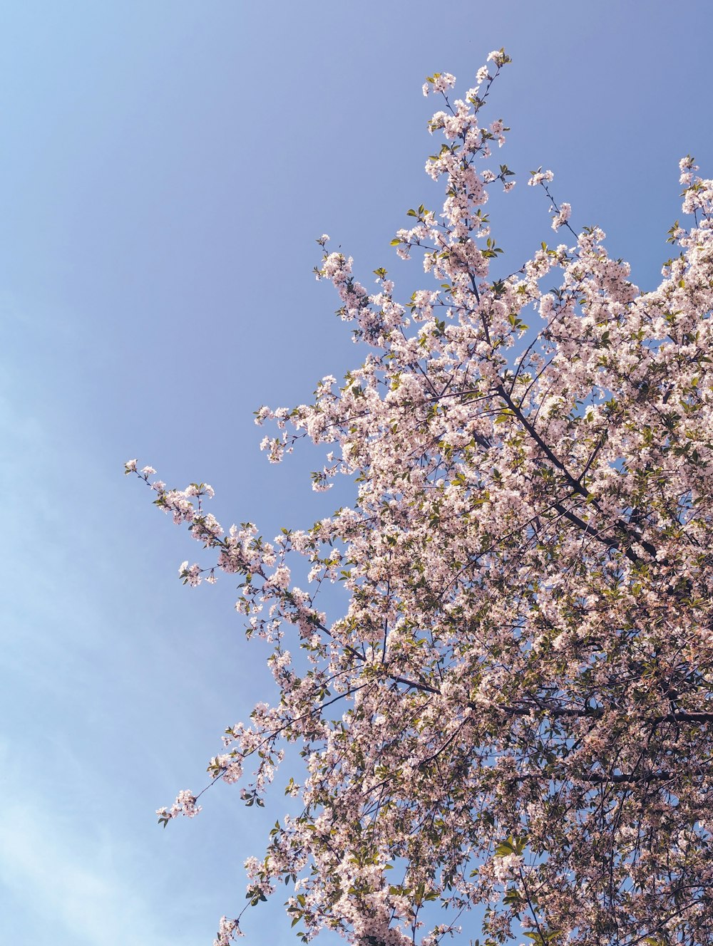 ein Baum mit vielen weißen Blüten vor blauem Himmel