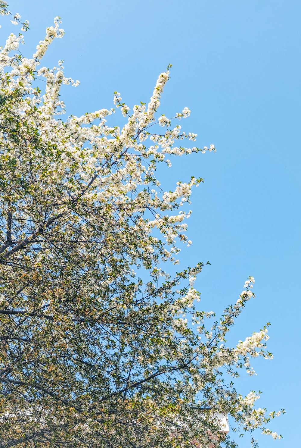 a tree with white flowers in the foreground and a blue sky in the background