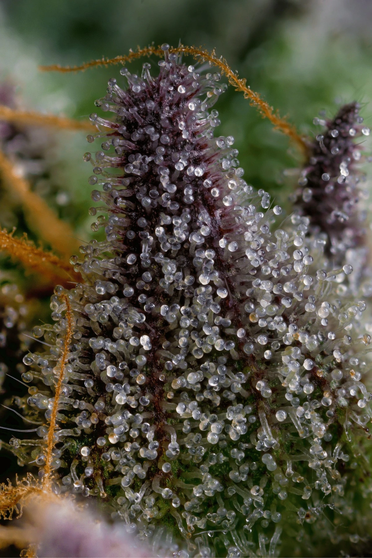 Cannabis-Bluete im Makrofokus mit sichtbaren Trichomen und harzigen Druesen