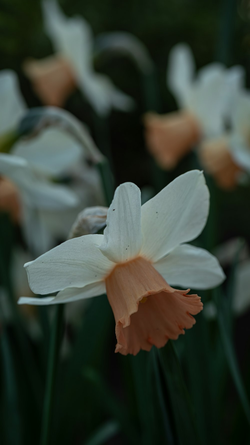 a group of white and orange flowers in a field