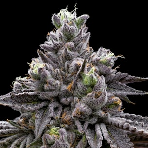 a close up of a plant with frost on it