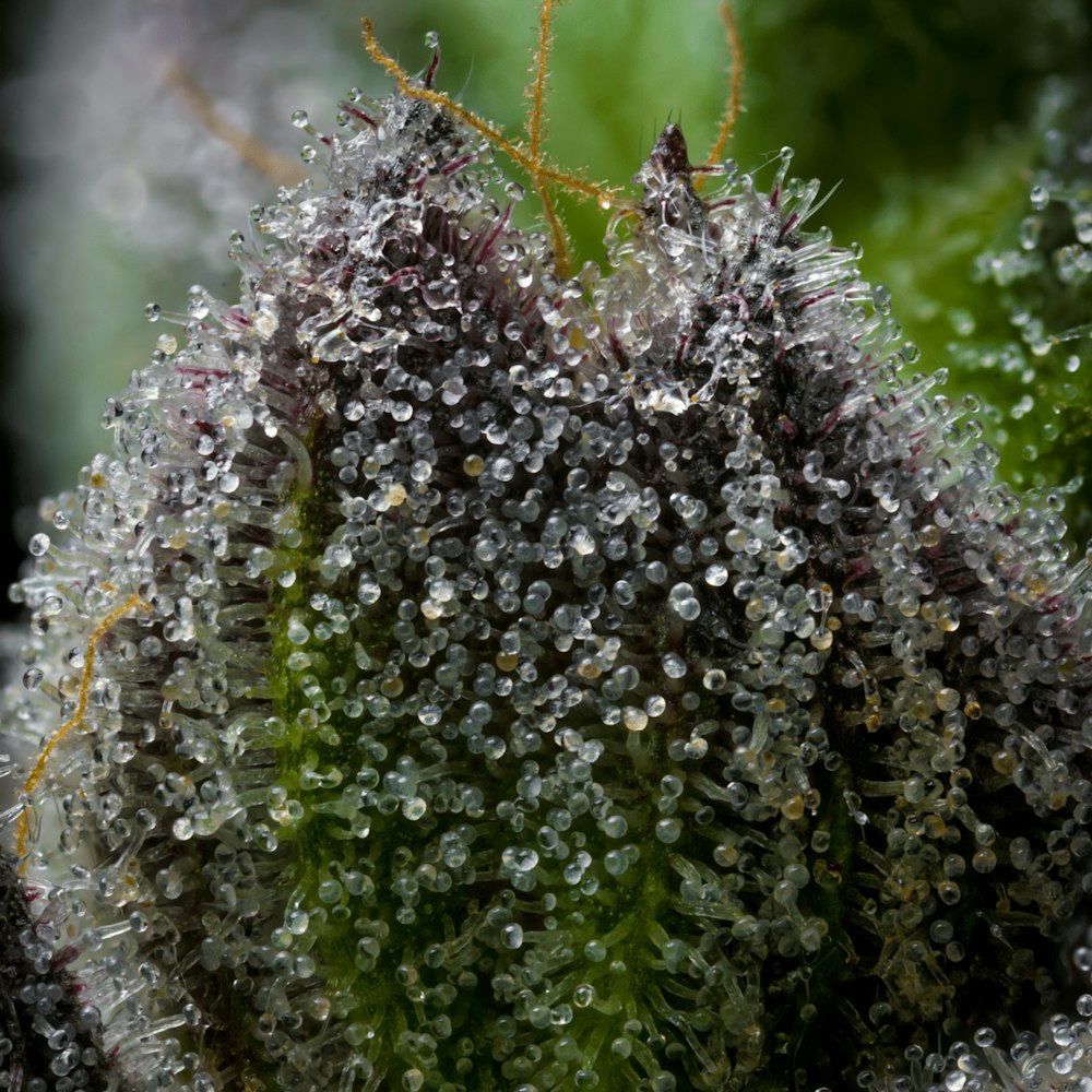 a close up of a plant with drops of water on it