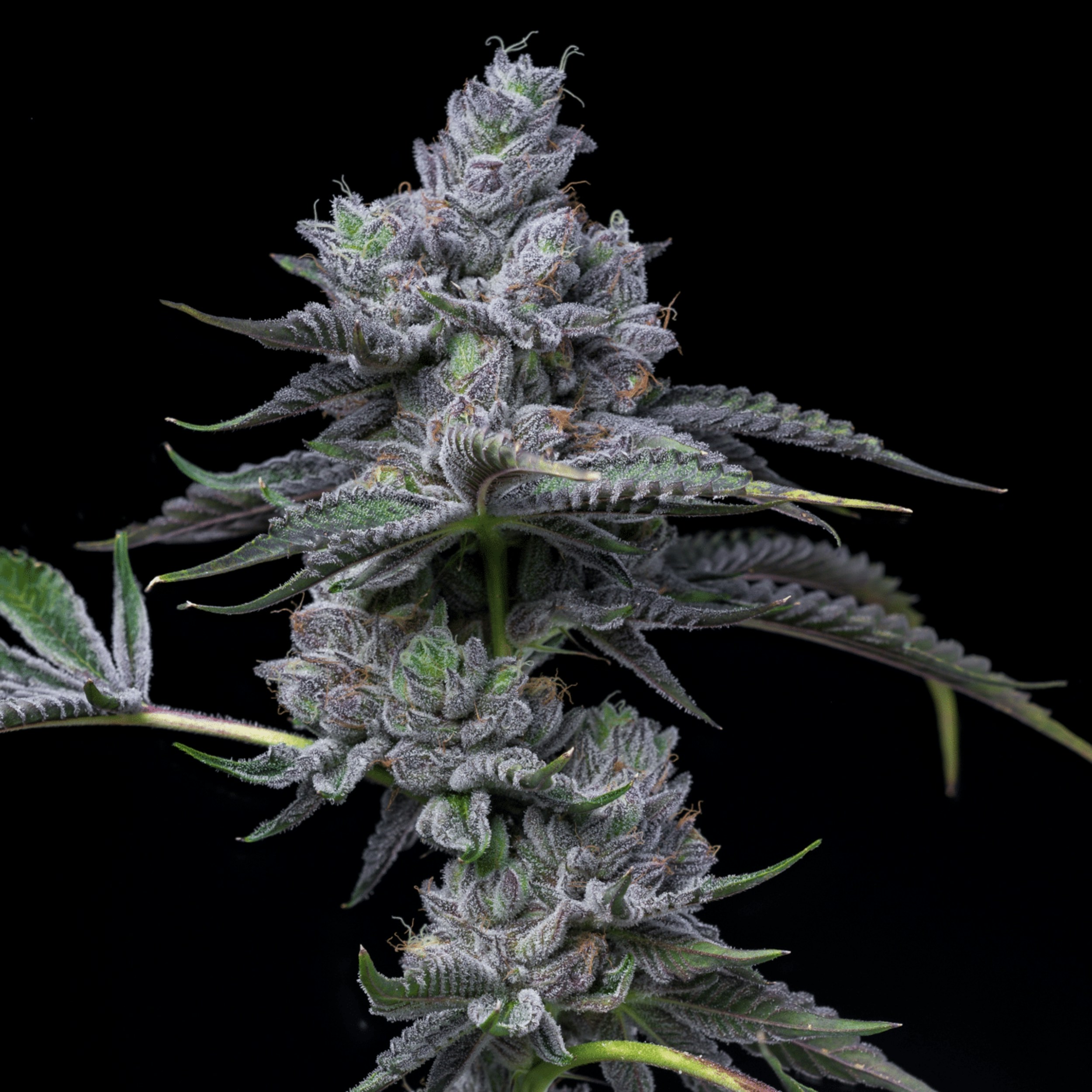 黒い背景に植物の接写