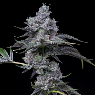 a close up of a plant on a black background