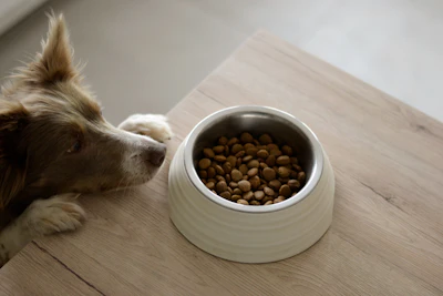 Stainless Steel Pet Bowls (Set of 2)