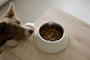 Dog at food bowl