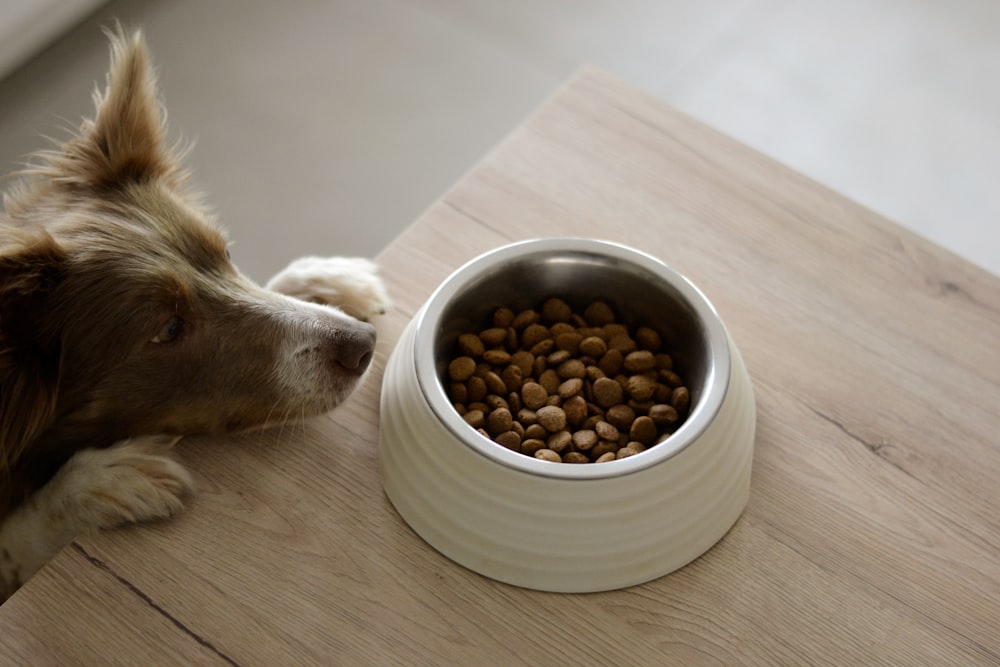 a brown and white dog eating food out of a bowl