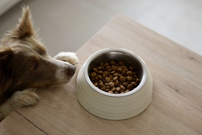 A dog with a food bowl demonstrating resource guarding prevention through positive reinforcement training