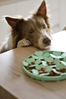 a dog laying on a table next to a plate of food