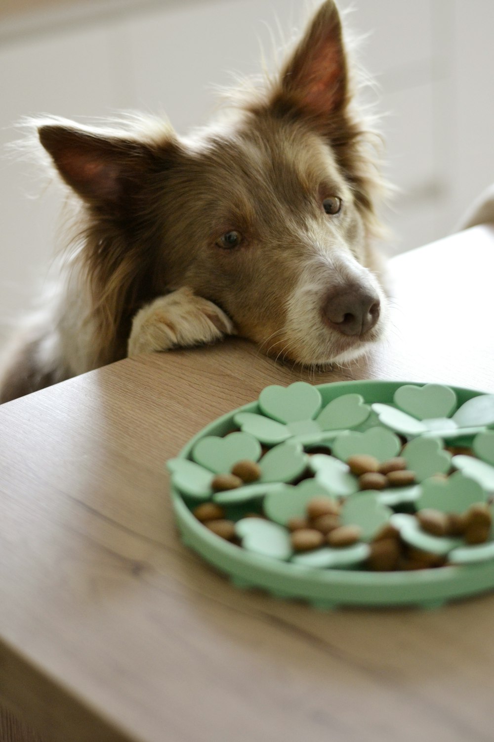 ein Hund, der auf einem Tisch neben einem Teller mit Essen liegt