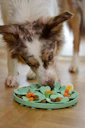 a dog sniffing a plate of food on the floor