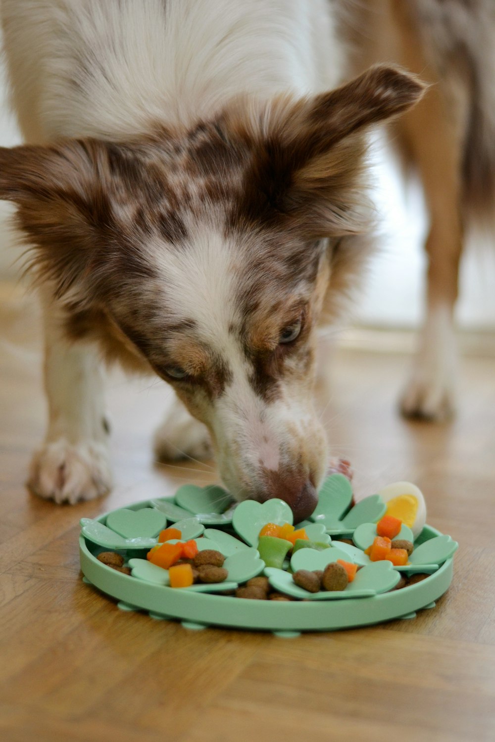 a dog sniffing a plate of food on the floor