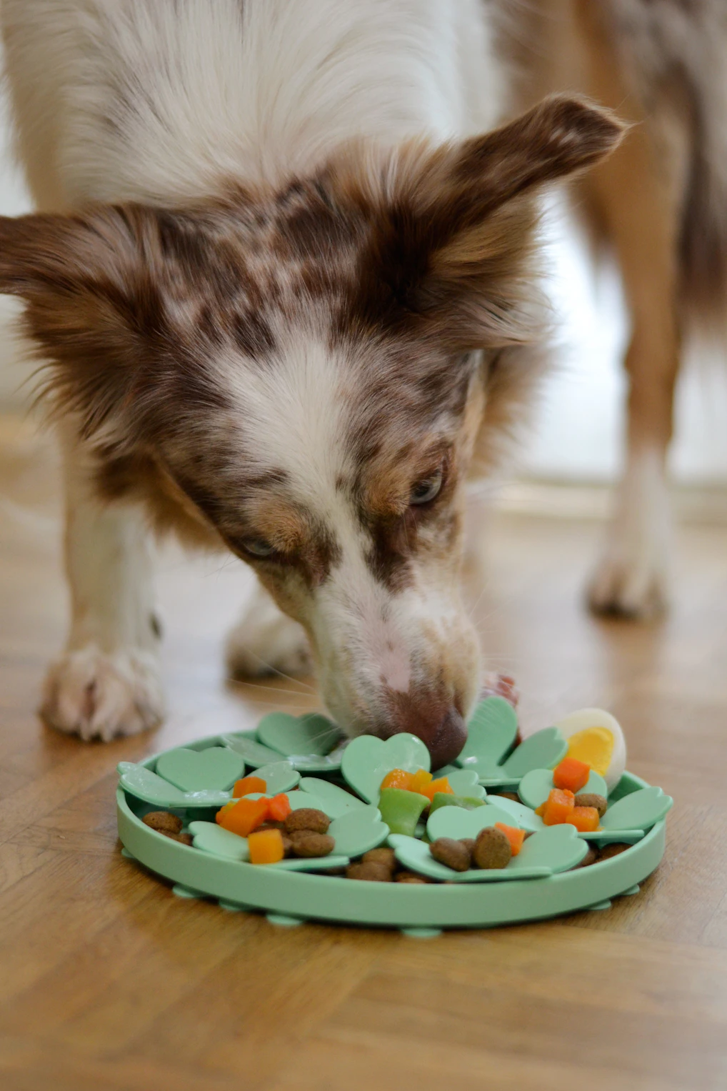 a dog sniffing a plate of food on the floor