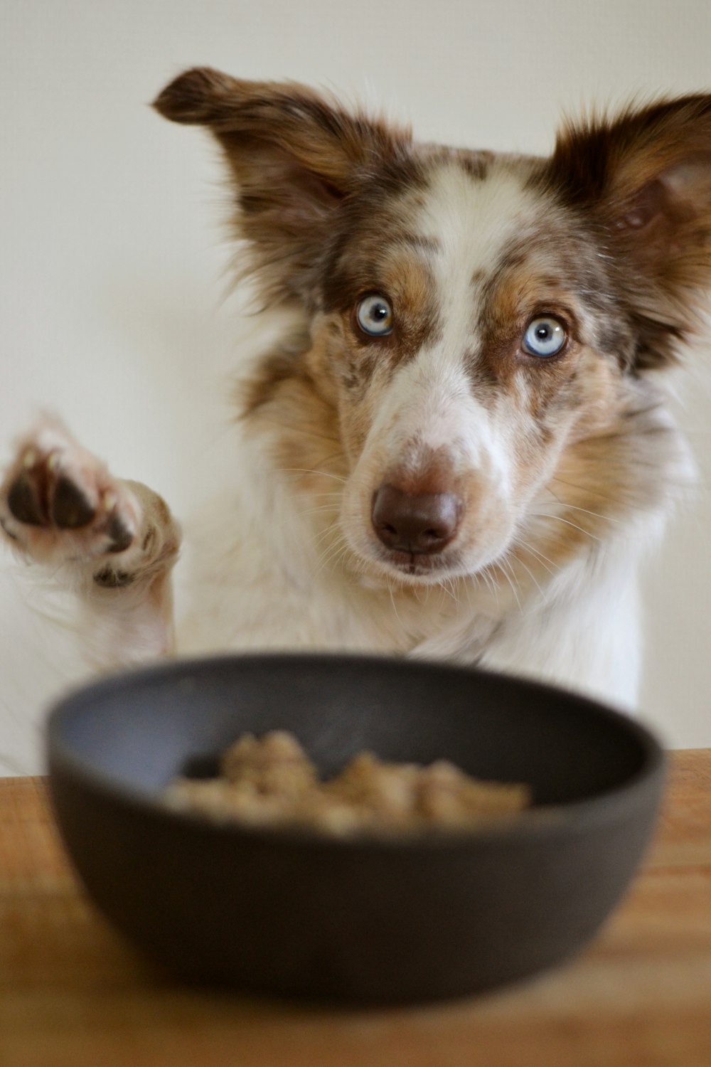 a brown and white dog standing next to a bowl of food