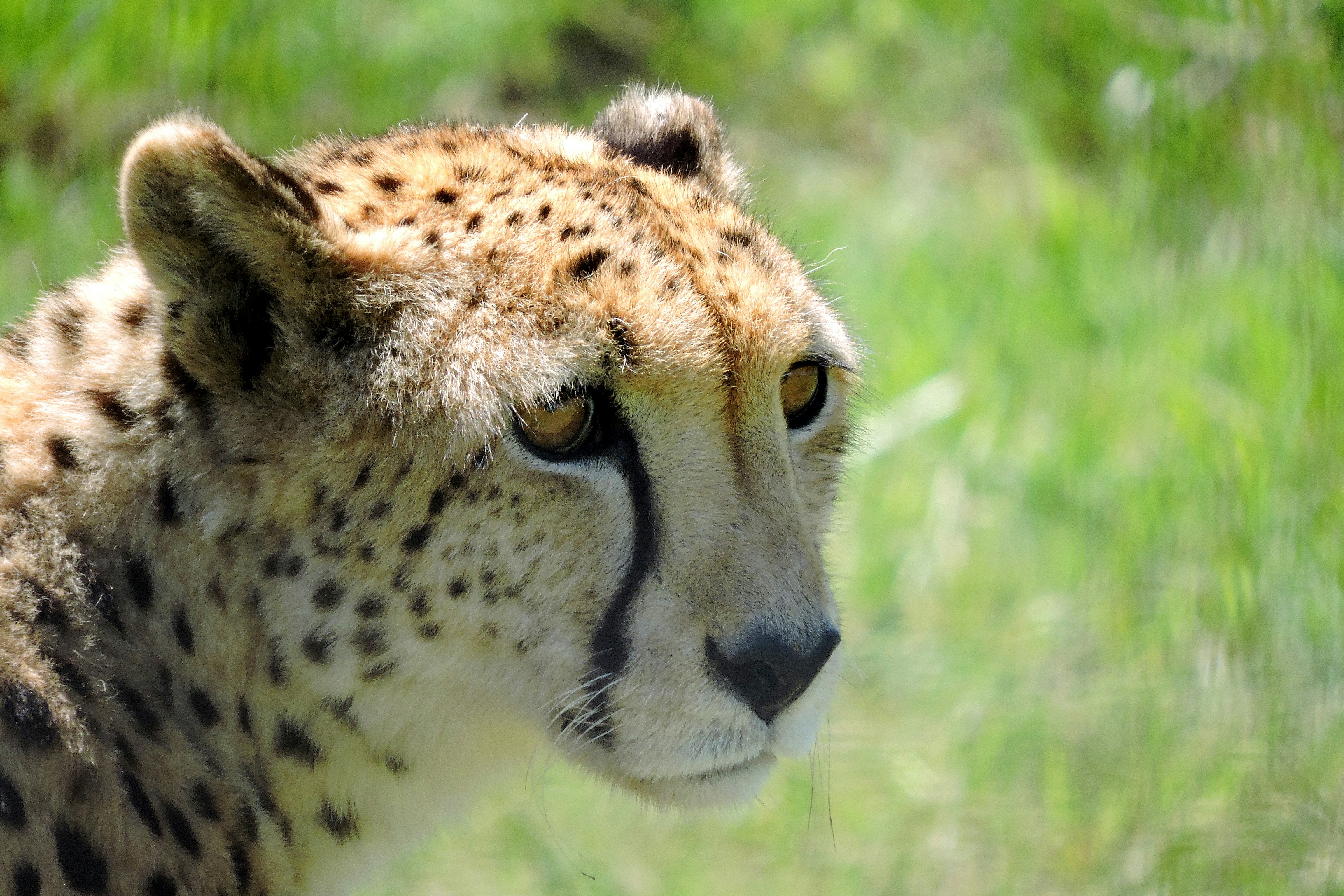 Spot Patterns Like a Fingerprint (image credits: unsplash)