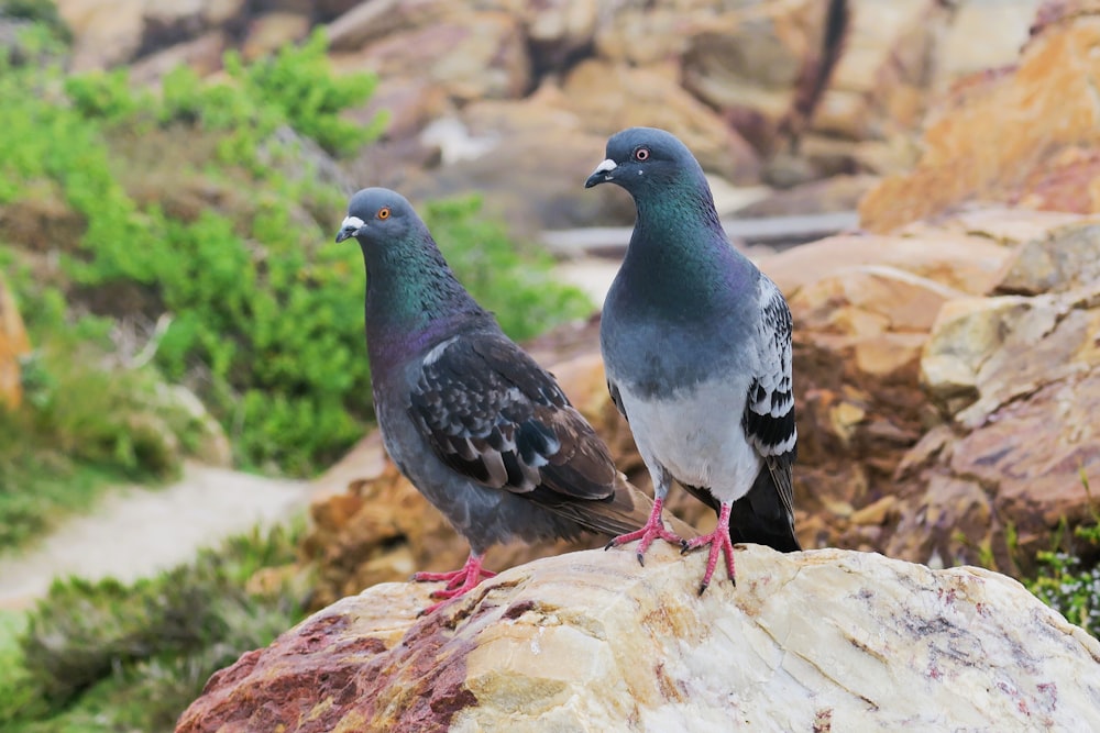 un par de pájaros que están sentados en una roca