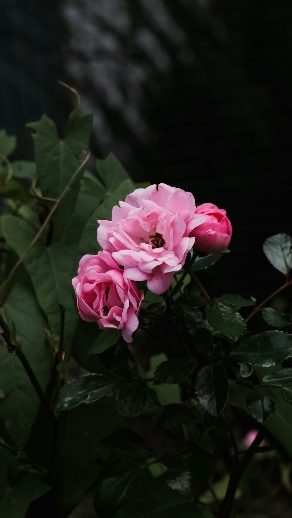 a pink flower is blooming on a bush