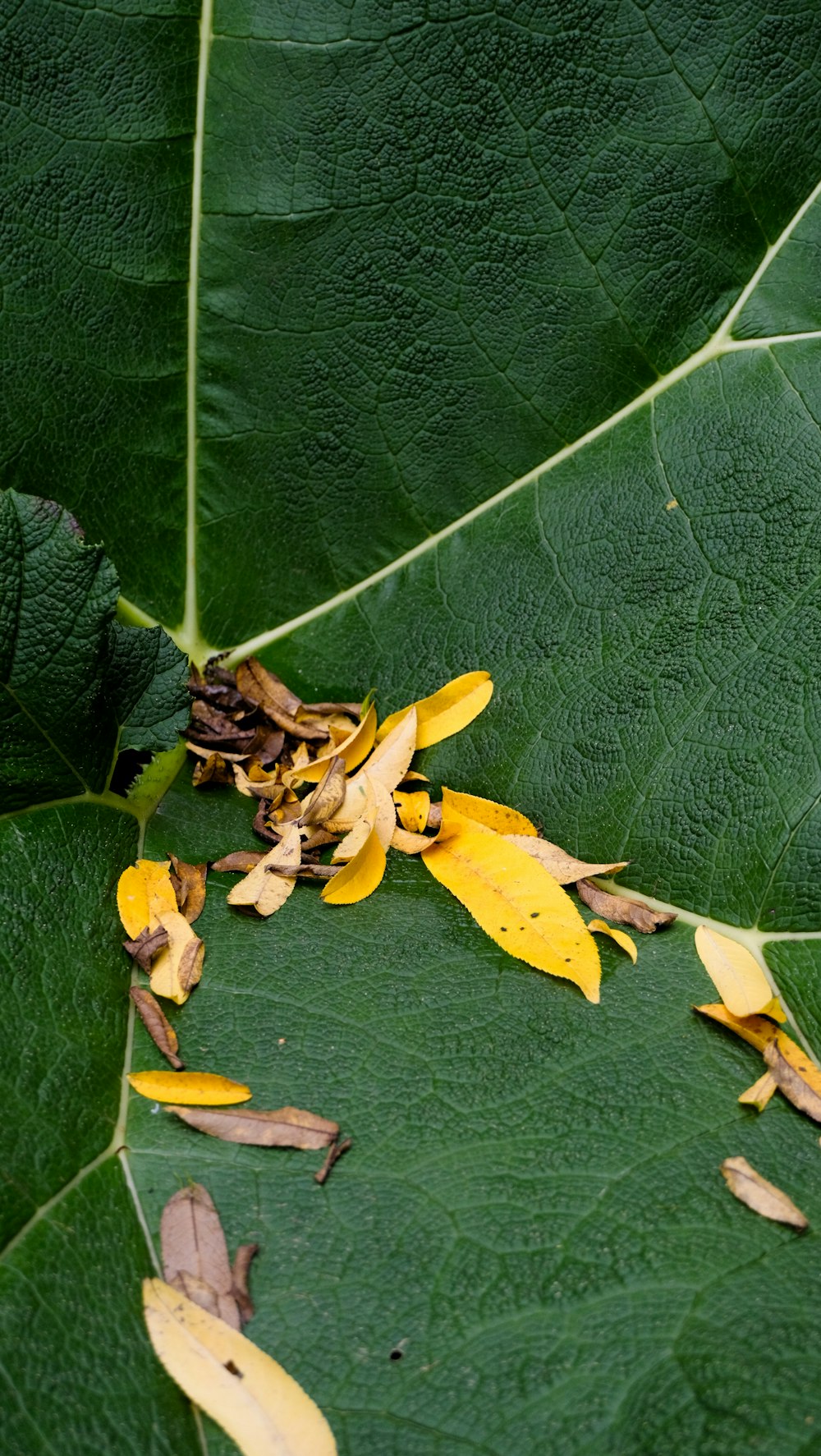 a close up of a green leaf with yellow flowers