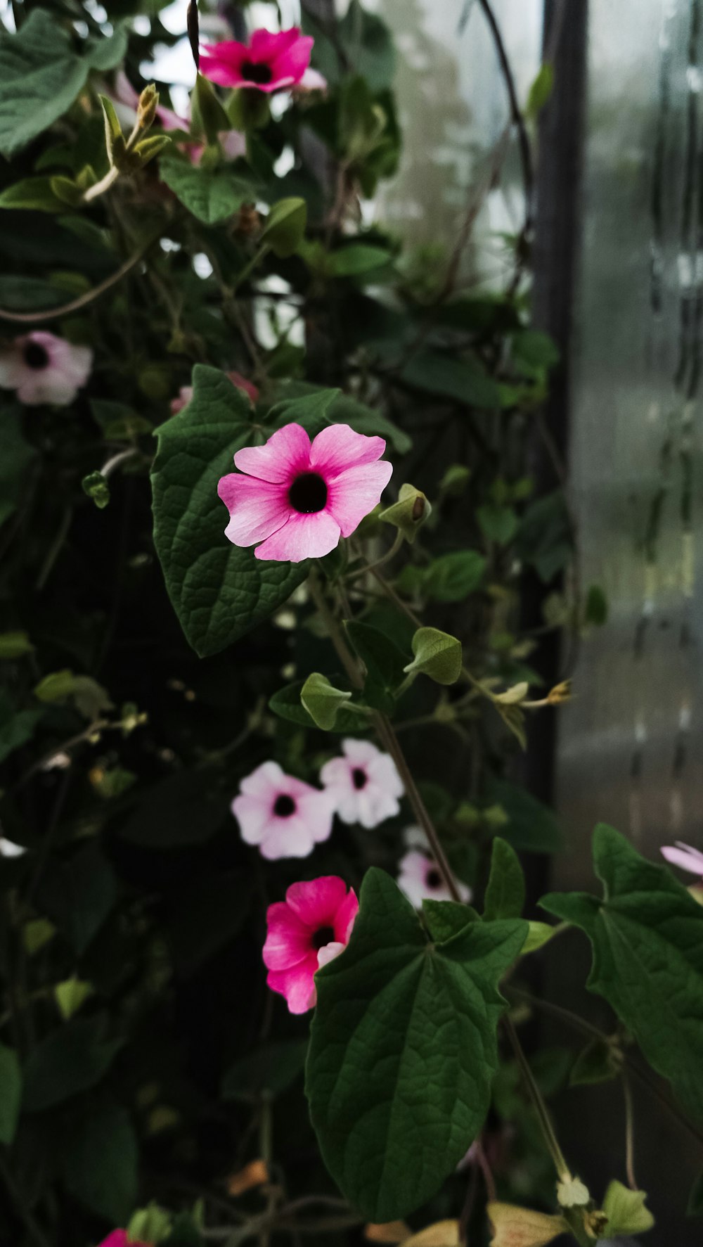 a bush of pink flowers with green leaves