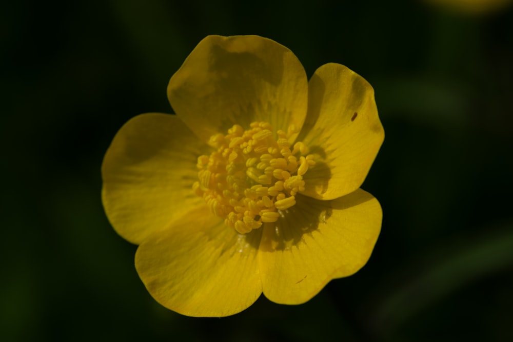 a close up of a yellow flower with a green background