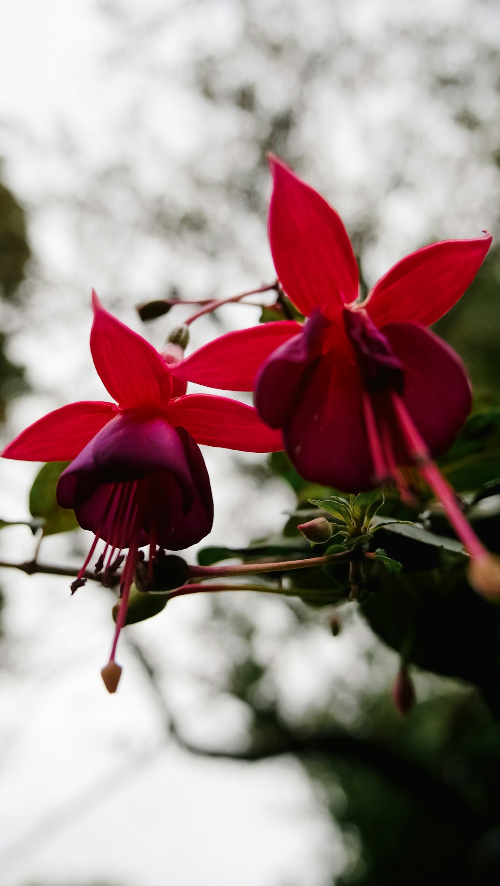 a close up of a flower on a tree