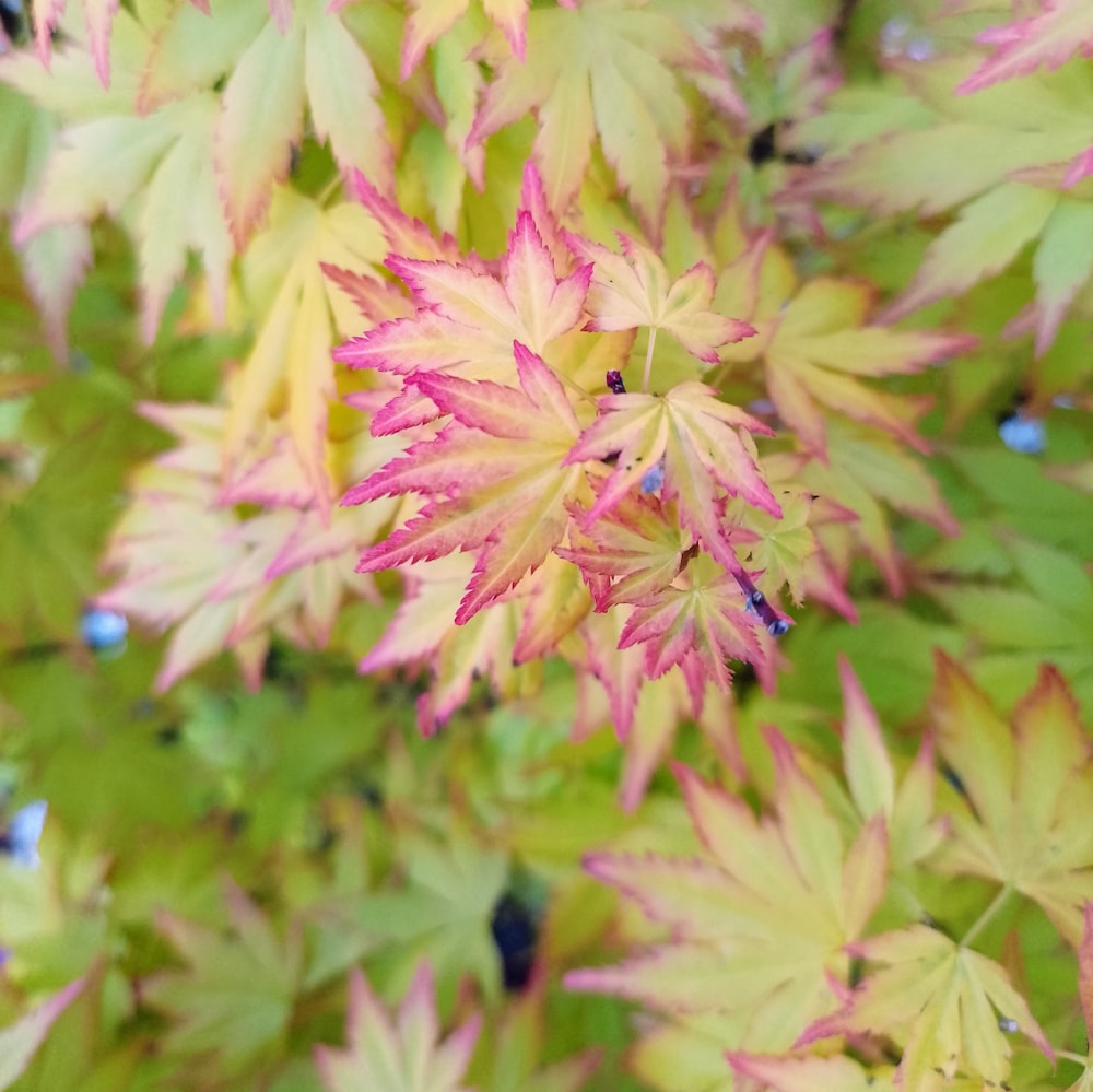 a close up of a plant with leaves