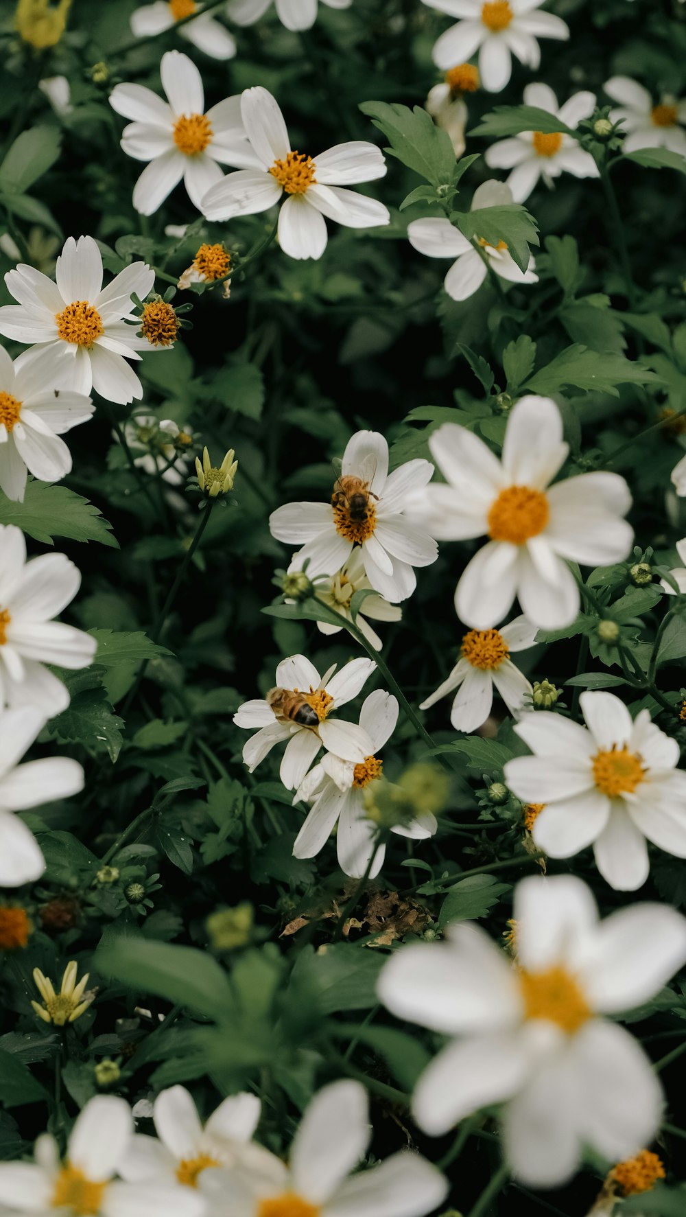 a field of white flowers with yellow centers